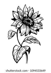 Sunflower sketch. Hand drawn illustration converted to vector. Isolated outline