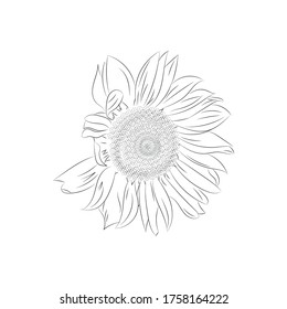Sunflower sketch hand drawn vector illustration isolated on white background.  Outline design for eco organic food, oil package.  Botanical minimalistic print.