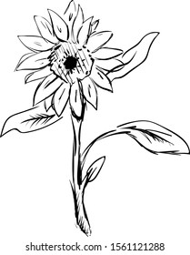 Sonnenblumenskizze, Illustration, Vektorgrafik auf weißem Hintergrund.
