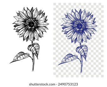 Sunflower sketch, realistic hand drawing, vector illustration, engraving style