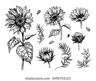 Dibujo de girasol, dibujo a mano realista, Ilustración vectorial, estilo de grabado