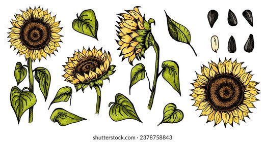 Sunflower. Sketch style flowers and leaves, black seeds. Yellow petals. Vintage decorative element. Greeting and invitation decor, oil packaging. Hand drawn botanical floral vector illustration