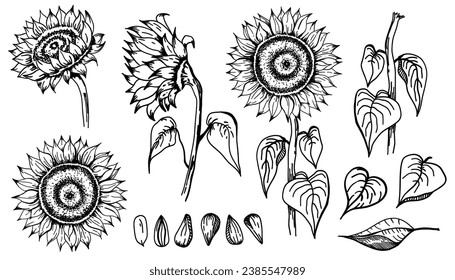 Sunflower. Sketch style flowers and leaves, black seeds. Black vintage decorative element. Greeting and invitation decor, oil packaging. Hand drawn botanical, vector illustration