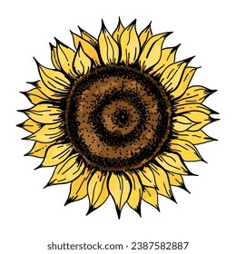 Sunflower. Sketch style flowers and leaves, black seeds. Yellow petals. Vintage decorative element. Greeting and invitation decor, oil packaging. Hand drawn botanical vector illustration