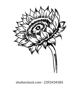 Sunflower. Sketch style flowers and leaves, black seeds. Black vintage decorative element. Greeting and invitation decor, oil packaging. Hand drawn botanical floral vector single illustration