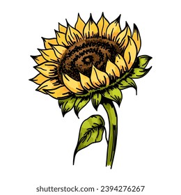 Sunflower. Sketch style flowers and leaves, black seeds. Yellow petals. Vintage decorative element. Greeting and invitation decor, oil packaging. Hand drawn botanical floral vector illustration