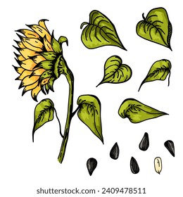 Sunflower. Sketch style flowers and leaves, black seeds. Yellow petals. Vintage decorative element. Greeting and invitation decor, oil packaging. Hand drawn botanical floral vector illustration