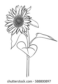 Sunflower sketch style hand drawn isolated on white background