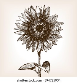Sunflower sketch style vector illustration. Old engraving imitation. 