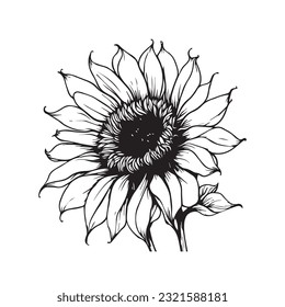 sunflower sketch vector art design