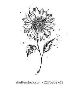 Sunflower sketch vector illustration art