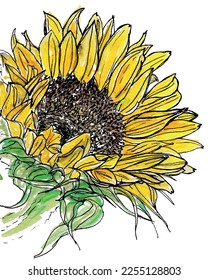 Sunflower sketch. Yellow ink and watercolor hand drawn art. Summer flower floral botanical close up.