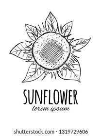 Sunflower, sketch for your design