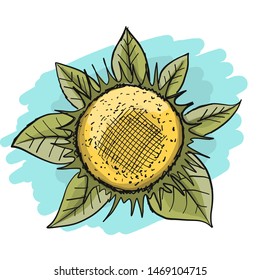 Sunflower, sketch for your design