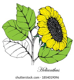 Sunflower  sketches-hand drawn vector Illustration in Vintage style.Single Design Elements.