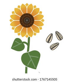 Sunflower sky vector illustration background