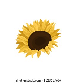 Sunflower, source of edible oil vector Illustration on a white background