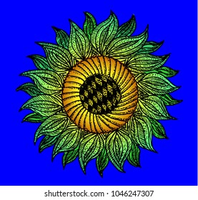 sunflower, spring flower, skech
