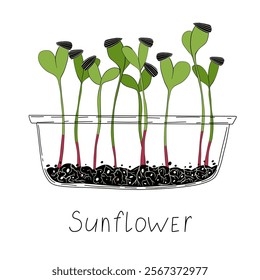 Sunflower sprout vector illustration. Micro green growing at home in container. Fresh cooking ingredients isolated on a white background. Young green germinating sunflower sprouts from sunflower seeds