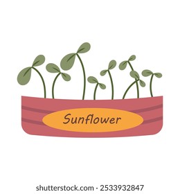 Sunflower sprouts in a box. Vector illustration of sprouting sunflower microgreens, eco product. Healthy food products