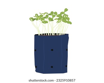 Sunflower sprouts on a white background.