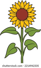 Sunflower Stem Color Vector Illustration