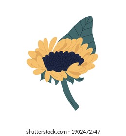 Sunflower with stem and leaf isolated on white background. Gorgeous fall flower with lush yellow petals and black seeds. Botanical floral element. Colorful flat vector illustration