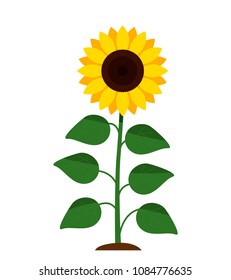 A sunflower with a stem and leaves blossomed. concept of garden and production of sunflower oil. flat vector illustration isolated on white background