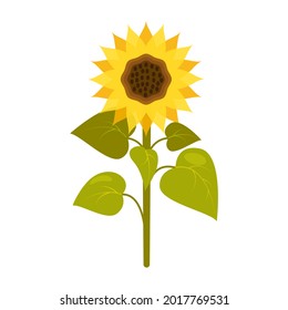 Sunflower with stem and leaves in cartoon style isolated on white. Vector illustration of a plant with a yellow flower