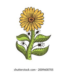 Sunflower with stem and leaves isolated on white background. Vintage sketch yellow flower. Beautiful summer plant in folklore style. Design vector illustration.