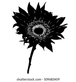 Sunflower stencil silhouette isolated on white
