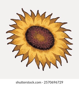 Sunflower sticker vector element. Yellow floral plant vector. Vintage yellow botanical flower art drawing illustration, old painting art print of flowers. vector element.