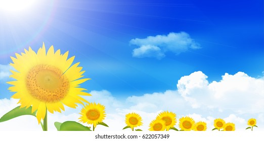 Sunflower summer flower background
