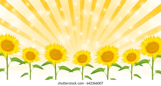Sunflower summer flower background