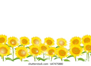 Sunflower summer flower background