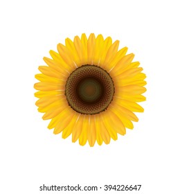 Sunflower. Summer flower isolated. Vector illustration