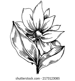 Sunflower summer. Isolated botanical flower, leaves. Black and white engraved sketch ink art. Leaf plant botanical garden floral foliage. Wildflower drawing leaf illustration element.