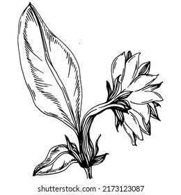 Sunflower summer. Isolated botanical flower, leaves. Black and white engraved sketch ink art. Leaf plant botanical garden floral foliage. Wildflower drawing leaf illustration element.
