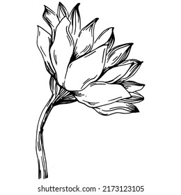 Sunflower summer. Isolated botanical flower, leaves. Black and white engraved sketch ink art. Leaf plant botanical garden floral foliage. Wildflower drawing leaf illustration element.