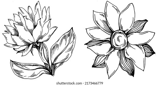 Sunflower summer. Isolated botanical flower, leaves. Black and white engraved sketch ink art. Leaf plant botanical garden floral foliage. Wildflower drawing leaf illustration element.
