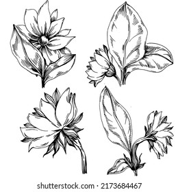 Sunflower summer. Isolated botanical flower, leaves. Black and white engraved sketch ink art. Leaf plant botanical garden floral foliage. Wildflower drawing leaf illustration element.