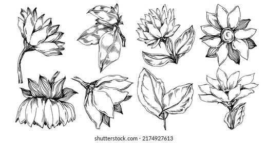 Sunflower summer. Isolated botanical flower, leaves. Black and white engraved sketch ink art. Leaf plant botanical garden floral foliage. Wildflower drawing leaf illustration element.