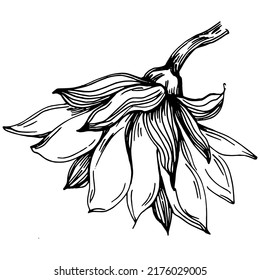 Sunflower summer. Isolated botanical flower, leaves. Black and white engraved sketch ink art. Leaf plant botanical garden floral foliage. Wildflower drawing leaf illustration element.