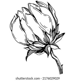 Sunflower summer. Isolated botanical flower, leaves. Black and white engraved sketch ink art. Leaf plant botanical garden floral foliage. Wildflower drawing leaf illustration element.