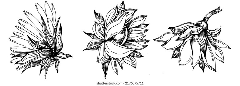 Sunflower summer. Isolated botanical flower, leaves. Black and white engraved sketch ink art. Leaf plant botanical garden floral foliage. Wildflower drawing leaf illustration element.