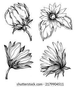 Sunflower summer. Isolated botanical flower, leaves. Black and white engraved sketch ink art. Leaf plant botanical garden floral foliage. Wildflower drawing leaf illustration element.