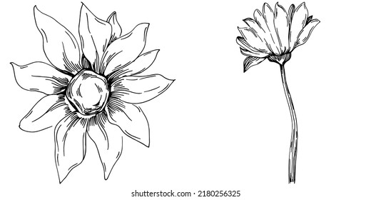 Sunflower summer. Isolated botanical flower, leaves. Black and white engraved sketch ink art. Leaf plant botanical garden floral foliage. Wildflower drawing leaf illustration element.