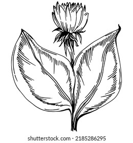 Sunflower summer. Isolated botanical flower, leaves. Black and white engraved sketch ink art. Leaf plant botanical garden floral foliage. Wildflower drawing leaf illustration element.