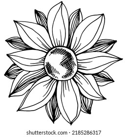 Sunflower summer. Isolated botanical flower, leaves. Black and white engraved sketch ink art. Leaf plant botanical garden floral foliage. Wildflower drawing leaf illustration element.