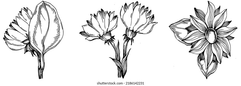 Sunflower summer. Isolated botanical flower, leaves. Black and white engraved sketch ink art. Leaf plant botanical garden floral foliage. Wildflower drawing leaf illustration element.